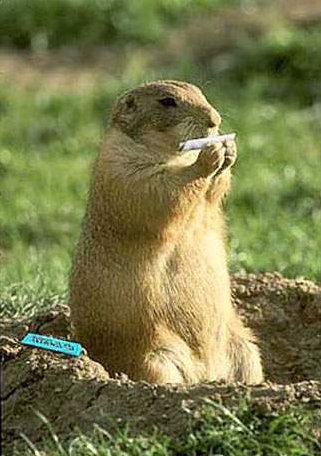 oui, je sais, ce n'est point s&eacute;rieux...mais bon...on v pas non plus se priver des bonnes choses !!!